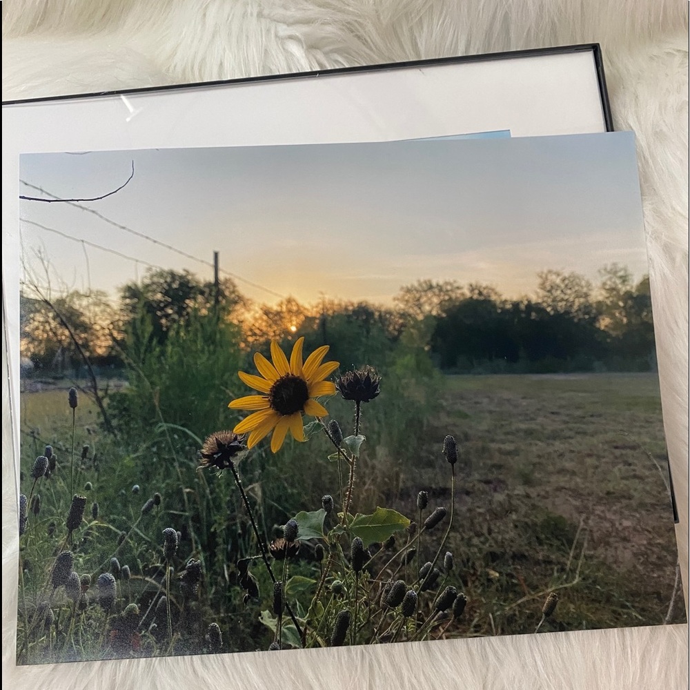 11x14 picture of a Single Sunflower